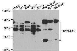 SYNCRIP Antikörper  (AA 1-200)