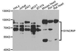 Western blot analysis of extracts of various cell lines, using SYNCRIP antibody. (SYNCRIP Antikörper  (AA 1-200))