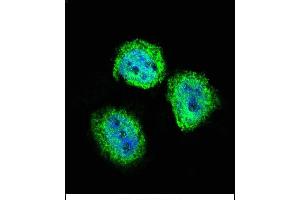 Confocal immunofluorescent analysis of STAT4 Antibody (C-term) (ABIN657644 and ABIN2846639) with Hela cell followed by Alexa Fluor 488-conjugated goat anti-rabbit lgG (green). (STAT4 Antikörper  (C-Term))