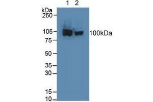 Western Blotting (WB) image for Aconitase 1 (ACO1) ELISA Kit (ABIN6720599)