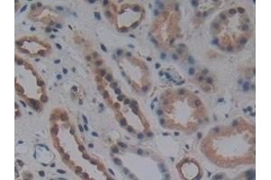 Detection of WNT10B in Human Kidney Tissue using Polyclonal Antibody to Wingless Type MMTV Integration Site Family, Member 10B (WNT10B) (WNT10B Antikörper  (AA 30-322))