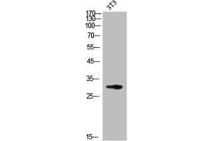 Western Blot analysis of NIH-3T3 cells using PSA Polyclonal Antibody (Prostate Specific Antigen Antikörper  (Internal Region))
