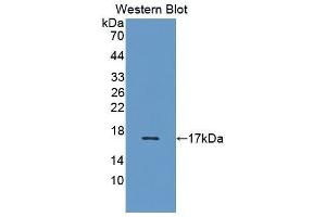 Western Blotting (WB) image for anti-Interleukin 5 (IL5) (AA 20-134) antibody (ABIN1868682) (IL-5 Antikörper  (AA 20-134))