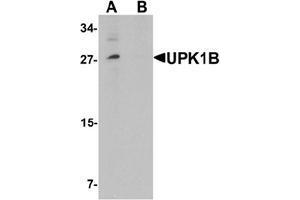 Western blot analysis of UPK1B in mouse bladder tissue lysate with UPK1B Antibody  at (A) 0. (Uroplakin 1B Antikörper  (Middle Region))