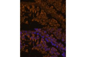 Immunofluorescence analysis of rat testis using ZPBP antibody (ABIN7271569) at dilution of 1:100. (ZPBP Antikörper  (AA 45-200))