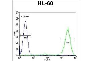 PT Antibody (N-term) (ABIN655715 and ABIN2845165) flow cytometric analysis of HL-60 cells (right histogram) compared to a negative control cell (left histogram).
