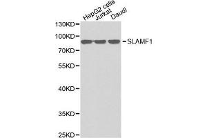 Western blot analysis of extracts of various cell lines, using SLAMF1 antibody. (SLAMF1 Antikörper  (AA 21-237))