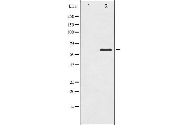 CDC25C Antikörper  (Internal Region)