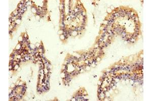 Immunohistochemistry of paraffin-embedded human small intestine tissue using ABIN7154692 at dilution of 1:100 (GNB2 Antikörper  (AA 1-340))
