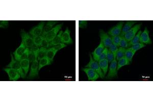 ICC/IF Image AHCYL2 antibody [N3C3] detects AHCYL2 protein at cytoplasm by immunofluorescent analysis.