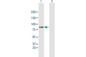 Western Blot analysis of VPS52 expression in transfected 293T cell line by VPS52 MaxPab polyclonal antibody. (VPS52 Antikörper  (AA 1-723))