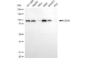 Western blotting analysis using CD10 antibody (ABIN7799365).