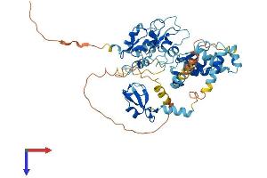 XIAP Protein (AA 1-497) (His tag)