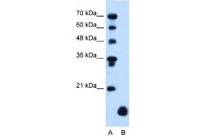 PLP2 antibody used at 1. (PLP2 Antikörper)