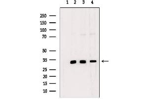 Western blot analysis of extracts from various samples, using MAGG1 Antibody. (Necdin-Like 2 Antikörper  (Internal Region))