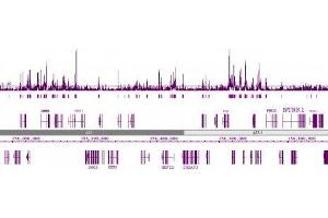 Chromatin IP:: ChIP performed on HeLa cell chromatin using 39123.