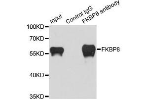 Immunoprecipitation analysis of 200ug extracts of HeLa cells using 1ug FKBP8 antibody. (FKBP8 Antikörper)