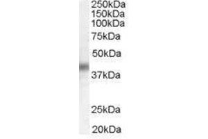 Image no. 2 for anti-Dual Specificity Phosphatase 1 (DUSP1) (C-Term) antibody (ABIN374121) (DUSP1 Antikörper  (C-Term))