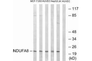 Western blot analysis of extracts from HuvEc/MCF-7/Jurkat/HepG2/293 cells, using NDUFA8 Antibody.