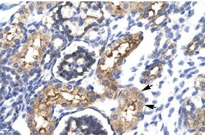 Human kidney (EHF Antikörper  (N-Term))