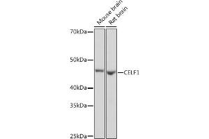 Western blot analysis of extracts of various cell lines, using CELF1 Rabbit mAb (ABIN3021556, ABIN3021557, ABIN3021558, ABIN1512841 and ABIN1514019) at 1:1000 dilution. (CELF1 Antikörper)