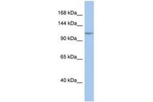Image no. 1 for anti-Nuclear Factor of kappa Light Polypeptide Gene Enhancer in B-Cells 1 (NFKB1) (C-Term) antibody (ABIN6744365)