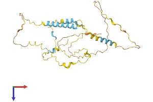 KIAA1191 Protein (KIAA1191) (AA 1-305) (His tag)