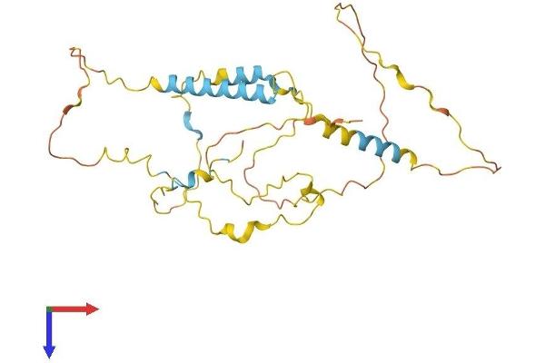 KIAA1191 Protein (KIAA1191) (AA 1-305) (His tag)