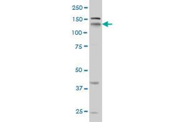 Neuropilin 1 Antikörper  (AA 22-131)