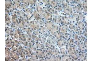 Immunohistochemical staining of paraffin-embedded Human Kidney tissue using anti-TACC3 mouse monoclonal antibody. (TACC3 Antikörper)