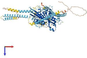 KIF3B Protein (AA 1-747) (His tag)