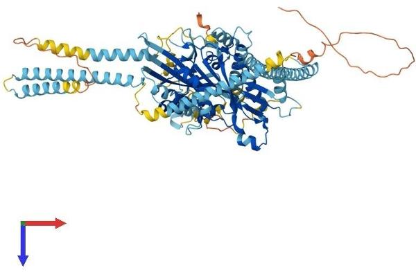 KIF3B Protein (AA 1-747) (His tag)