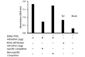 Transcription factor assay of jun-D from nuclear extracts of K562 cells or K562 cells treated with PMA (50 ng/ml) for 3 hr with the specific competitor or non-specific competitor. (JunD ELISA Kit)