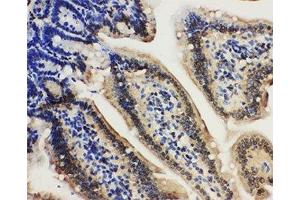 IHC-P: Lamin A/C antibody testing of mouse intestine tissue (Lamin A/C Antikörper  (AA 455-469))