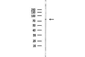 Western blot analysis of lysates from PC12 cells(LPS 4h treatment), using Phospho-TMEM173/STING (Ser358) Antibody at 1/1000 dilution.