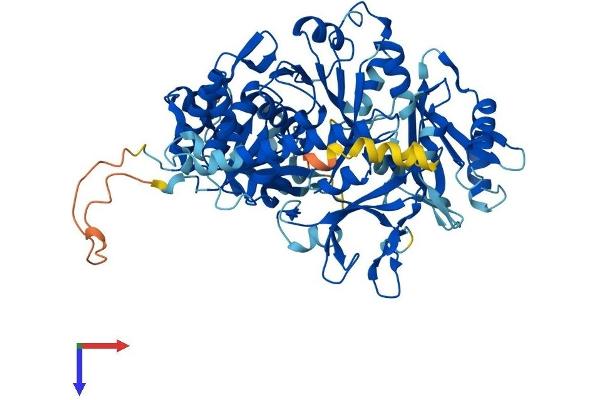 SLC27A3 Protein (AA 1-667) (His tag)