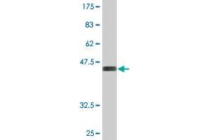 Western Blot detection against Immunogen (43. (PTGES3 Antikörper  (AA 1-160))