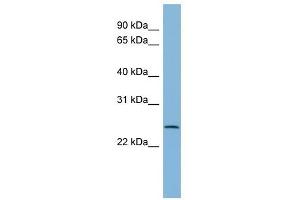 CXORF26 antibody used at 1 ug/ml to detect target protein. (CXorf26 Antikörper  (Middle Region))