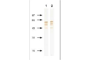 Western Blotting (WB) image for anti-Influenza Nucleoprotein antibody (Influenza B Virus) (ABIN235668)