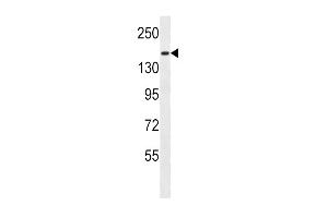 PCDH9 Antibody (C-term) (ABIN657109 and ABIN2837896) western blot analysis in MDA-M cell line lysates (35 μg/lane). (Protocadherin 9 Antikörper  (C-Term))