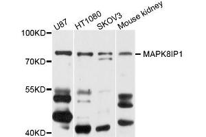 Western blot analysis of extracts of various cell lines, using MAPK8IP1 antibody (ABIN5996222) at 1/1000 dilution. (MAPK8IP1 Antikörper)