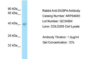 Western Blotting (WB) image for anti-Dual Specificity Phosphatase 4 (DUSP4) (C-Term) antibody (ABIN2789728)