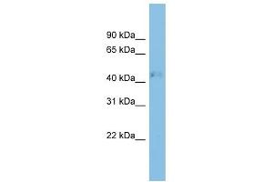 RRAGD antibody used at 1 ug/ml to detect target protein.