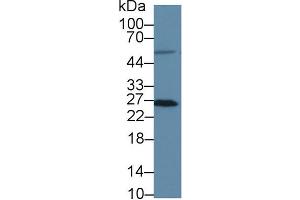 Western Blot; Sample: Human HT1080 cell lysate; Primary Ab: 3µg/ml Rabbit Anti-Human MSRA Antibody Second Ab: 0.