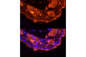 Immunofluorescence analysis of mouse skin using LORICRIN Rabbit pAb (ABIN7268295) at dilution of 1:200 (40x lens). (LOR Antikörper)