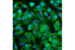 IF analysis of NEAS/SPTAN1 using anti-NEAS/SPTAN1 antibody (ABIN7600436). (SPTAN1 Antikörper  (AA 1916-2472))