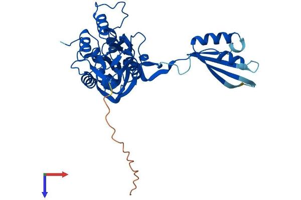 NIF3L1 Protein (AA 1-377) (His tag)