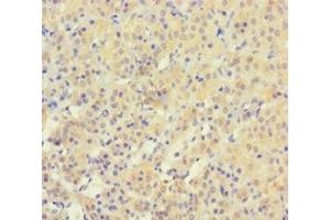 Immunohistochemistry of paraffin-embedded human adrenal gland tissue using ABIN7166358 at dilution of 1:100 (YPEL3 Antikörper  (AA 1-119))