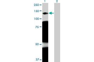 Western Blot analysis of ARHGAP4 expression in transfected 293T cell line by ARHGAP4 MaxPab polyclonal antibody. (ARHGAP4 Antikörper  (AA 1-986))