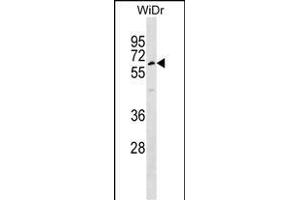 TULP1 Antibody (Center) (ABIN1537977 and ABIN2848730) western blot analysis in WiDr cell line lysates (35 μg/lane). (TULP1 Antikörper  (AA 184-211))